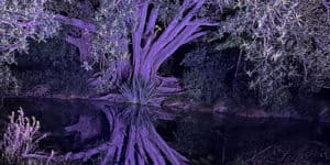 Lightscape - Royal Botanical Gardens